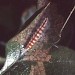 Larva on Crataegus • Sharnbrook, Beds. • © David Manning