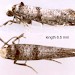 Adult • Ex larva on Crataegus. Flintshire. • © Ian Smith