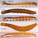 Larvae • On Crataegus. Early June. Imagines reared. • © Ian Smith