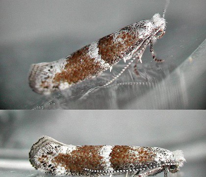 Adult • Fleet, Hampshire, reared from larva • © Rob Edmunds