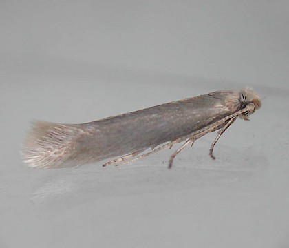 Adult • Hampshire, gen. det. R. Edmunds. Reared from larva. • © Rob Edmunds