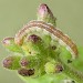 Early instar larva • Early instar larva, Littleborough, Lancs • © Ian Kimber