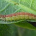 Late instar larva • Late instar larva, Chorlton, Gtr. Manchester • © Ben Smart