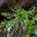 Foodplant - Arabidopsis petraea • Scotland • © Bob Heckford