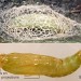 Pupa • Cocoon with larva about to pupate, and exposed pupa. Ex larva on Hesperis matronalis. Derbyshire. Imago reared. • © Ian Smith