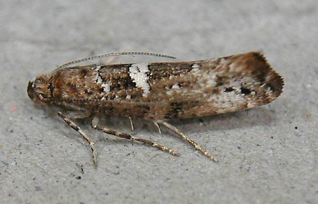 Leek Moth Acrolepiopsis assectella