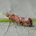 Adult • ex. Larva on Solanum, Abbotsbury, Dorset • © Ben Smart