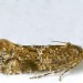 Adult • from larva found in Solanum dulcimaria in August. Flintshire • © Ian Smith