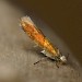Adult • Uffmoor Wood Worcestershire, ex. Larva in birch catkin • © Patrick Clement
