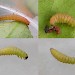 Larva • On Malus, Chorlton, Greater Manchester • © Ben Smart