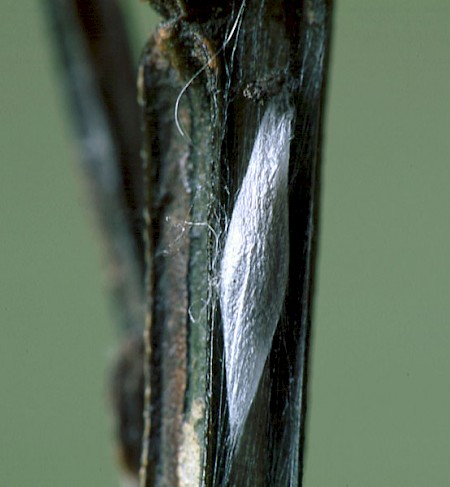 Leucoptera spartifoliella