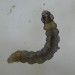 Larva • Upperside; Cardiff, Glamorgan • © David Slade