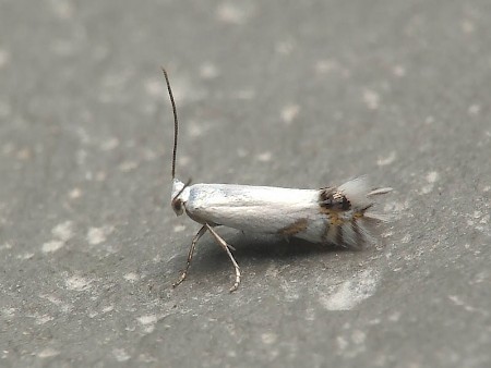 Leucoptera lathyrifoliella