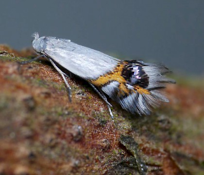 Lyonetiidae