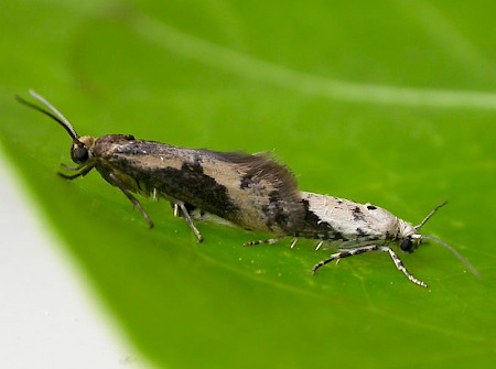 Ash Bud Moth Prays fraxinella