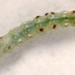 Larva • On Calystegia. Early September 2000. Cheshire. Imago reared. • © Ian Smith