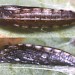 Pupa • Ex larva on Calystegia. 1998. Cheshire. • © Ian Smith