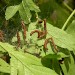 Larvae in web • Whetstone, Leicestershire, May. • © Mark Skevington