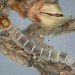 Larva • Chapel Porth, Cornwall, on dead Calluna vulgaris • © Bob Heckford