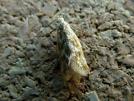 Denisia subaquilea