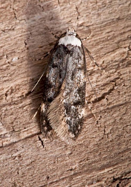 White-shouldered House-moth Endrosis sarcitrella