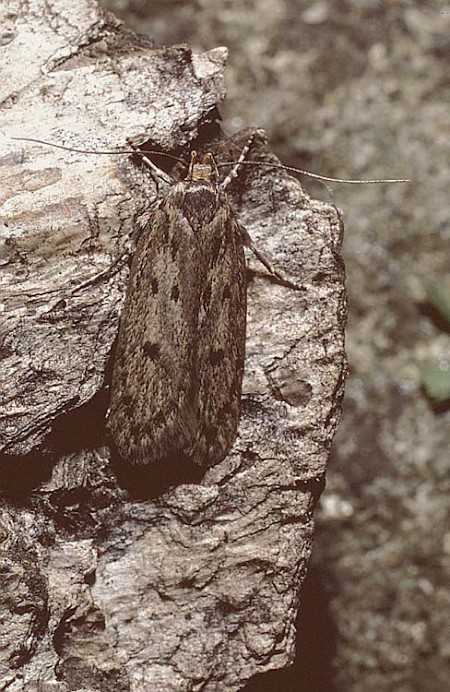 Brown House-moth Hofmannophila pseudospretella