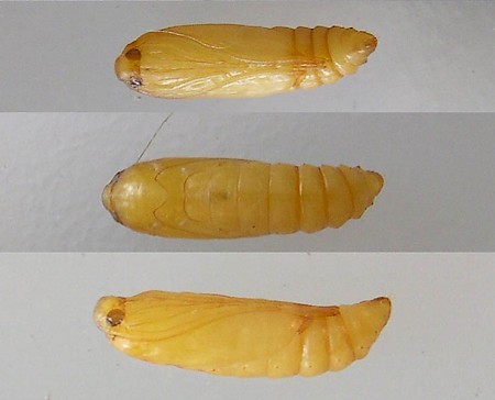 Brown House-moth Hofmannophila pseudospretella