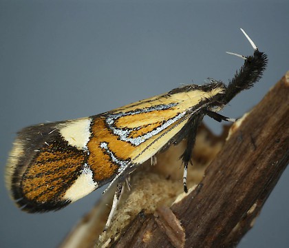 Adult • ex. larva, Chudleigh Knighton, S. Devon • © Bob Heckford