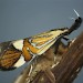 Adult • ex. larva, Chudleigh Knighton, S. Devon • © Bob Heckford