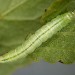 Larva • on Prunus spinosa • © Bob Heckford