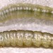 Larva • On Hypericum. Derbyshire. Late May. Imago reared. • © Ian Smith
