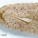 Adult • Ex larva on Cytisus scoparius. Montgomeryshire. • © Ian Smith