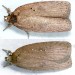 Adults • Ex larvae on Cytisus scoparius. Shropshire. • © Ian Smith