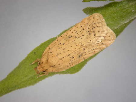 Agonopterix kuznetzovi