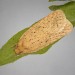 Adult • Lizard, Cornwall. Reared from larva on Serratula tinctoria. • © Bob Heckford