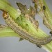 Final instar larva • Lizard, Cornwall. On Serratula tinctoria. • © Bob Heckford