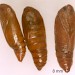 Pupae • Ex larvae on Arctium. Leg. I.K. & I.F.S • © Ian Smith