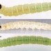 Larvae • Early August, on Cirsium arvense. Imago reared. • © Ian Smith