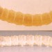 Larva • Early July, on Cirsium arvense. Imago reared • © Ian Smith