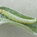 Larva • On Centaurea, Littleborough, Lancs. • © Ian Kimber