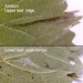 Leaf furrow • on Arctium. June • © Ian Smith