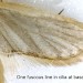 Hindwing • Sept., ex larva July, Heracleum sphondylium. Flints. • © Ian Smith