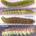 Larvae • June, Aegopodium podagraria, Chesh. & July, Heracleum sphondylium, Flints. Imagines reared. • © Ian Smith