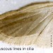 Hindwing • September, ex larva on Angelica sylvestris August. Caerns. • © Ian Smith