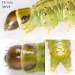 Larval plates • August on Aegopodium podagraria. Salop. • © Ian Smith