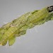 Penultimate instar larva • Berrow, Somerset, on Anthriscus caucalis • © Bob Heckford