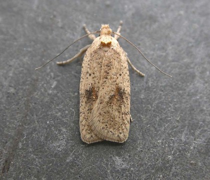 Adult • Blean Woods, Kent. Bred from Broom • © Francis Solly
