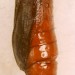 Pupa • Ex. larva on Ulex europaeus. Late July. Lleyn, Caerns. Leg. IK & IFS. Imago reared. • © Ian Smith