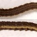 Larva • On Cytisus. Early June. Imago reared. • © Ian Smith