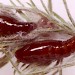 Pupae • Ex larvae on Ulex. Imagines reared. • © Ian Smith